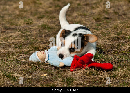 Jack Russell Terrier (Canis lupus f. familiaris), cucciolo in un prato a giocare con una bambola, Germania Foto Stock