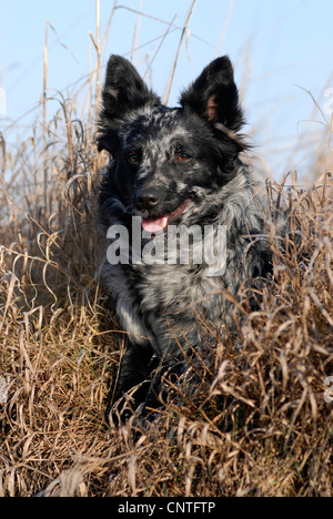 Mudi (Canis lupus f. familiaris), seduta in erba, Germania Foto Stock