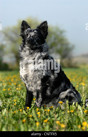 Mudi (Canis lupus f. familiaris), seduti in un prato, Germania Foto Stock