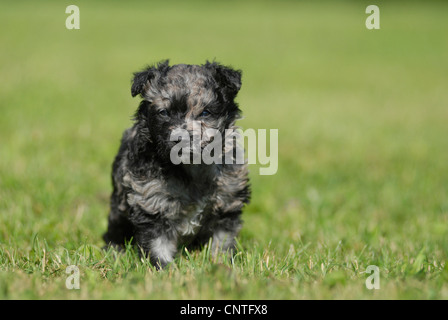 Mudi (Canis lupus f. familiaris), cucciolo seduto in un prato, Germania Foto Stock