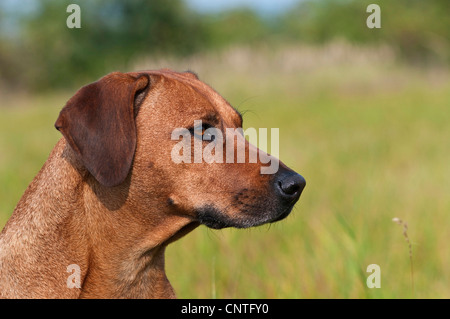 Ridgeback rhodesiano (Canis lupus f. familiaris), ritratto, Germania Foto Stock