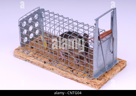 Casa mouse (Mus musculus), in un mousetrap Foto Stock