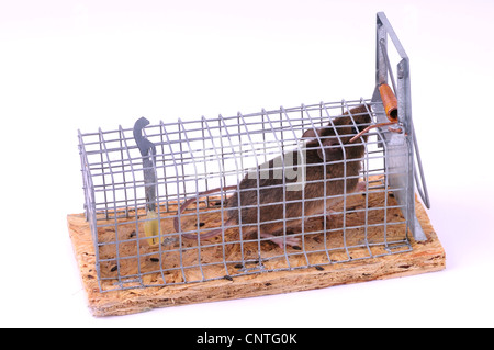 Casa mouse (Mus musculus), in un mousetrap Foto Stock