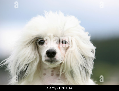 Chinese Crested Dog (Canis lupus f. familiaris), ritratto Foto Stock