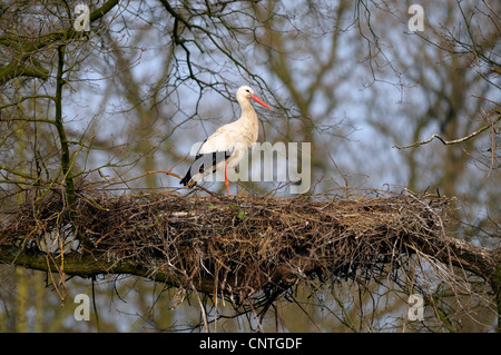 Cicogna bianca (Ciconia ciconia), Stork in piedi sul nido nel vecchio albero, in Germania, in Renania settentrionale-Vestfalia, Muensterland Foto Stock