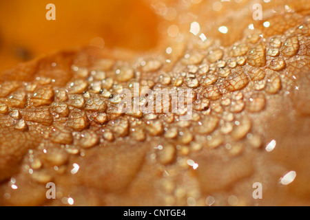 Maple (Acer spec.), gocce d'acqua su una foglia di acero Foto Stock