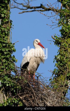 Cicogna bianca (Ciconia ciconia), Stork in piedi sul nido nel vecchio albero, in Germania, in Renania settentrionale-Vestfalia, Muensterland Foto Stock