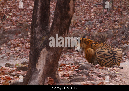 Royal tigre del Bengala a caccia Foto Stock