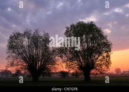 Due salici all'alba in controluce, in Germania, in Renania settentrionale-Vestfalia, Muensterland Foto Stock