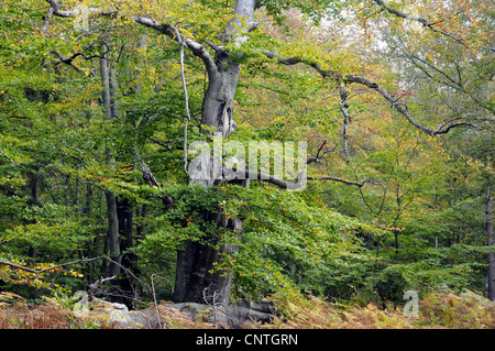 Comune di faggio (Fagus sylvatica), old nodose faggio, Germania, Mecklenburg Vorpommern, Western Pomerania Area Laguna Parco Nazionale Foto Stock