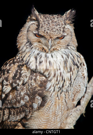 Il Bengala gufo reale (Bubo bengalensis) Foto Stock