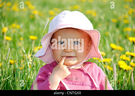 Bambina in un prato di dente di leone Foto Stock