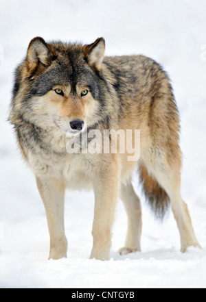 Valle di Mackenzie Wolf, Rocky Mountain Wolf, Alaskan Tundra Wolf o legname canadese Lupo (Canis lupus occidentalis), in presenza di neve Foto Stock