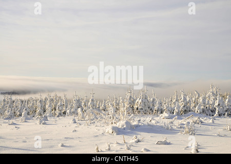 Nebbia sulla coperta di neve giovani piantagioni forestali, in Germania, in Renania settentrionale-Vestfalia, Hochsauerland Foto Stock