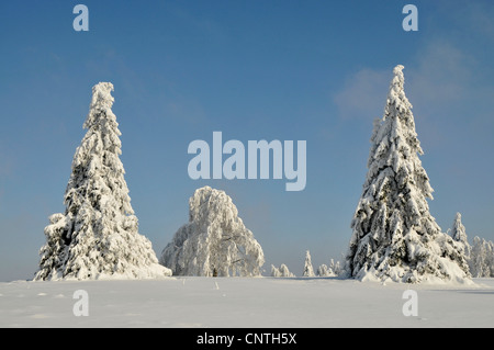 Paesaggi innevati al sole con alberi singoli su un campo aperto, in Germania, in Renania settentrionale-Vestfalia, Hochsauerland Foto Stock