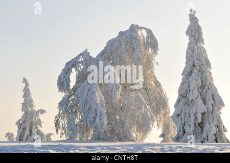 Paesaggi innevati in controluce con un gruppo di alberi in un campo aperto, in Germania, in Renania settentrionale-Vestfalia, Hochsauerland Foto Stock