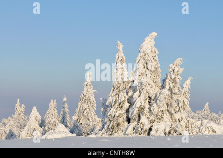 Paesaggi innevati al sole con alberi singoli su un campo aperto, in Germania, in Renania settentrionale-Vestfalia, Hochsauerland Foto Stock