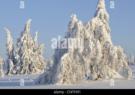 Paesaggi innevati al sole con alberi singoli su un campo aperto, in Germania, in Renania settentrionale-Vestfalia, Hochsauerland Foto Stock