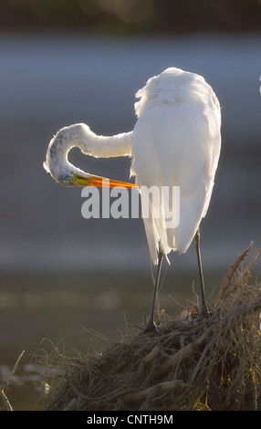 Airone bianco maggiore, Airone bianco maggiore (Egretta alba, Casmerodius Albus, Ardea alba), il piumaggio cura in controluce, STATI UNITI D'AMERICA, Florida Foto Stock