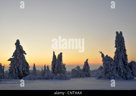 Paesaggi innevati al tramonto con alberi singoli su un campo aperto, in Germania, in Renania settentrionale-Vestfalia, Hochsauerland Foto Stock