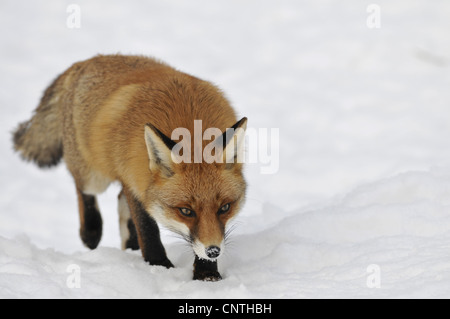 Red Fox (Vulpes vulpes vulpes), nella neve, Germania Foto Stock