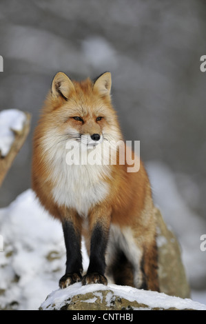 Red Fox (Vulpes vulpes vulpes), guardando fuori, Germania Foto Stock