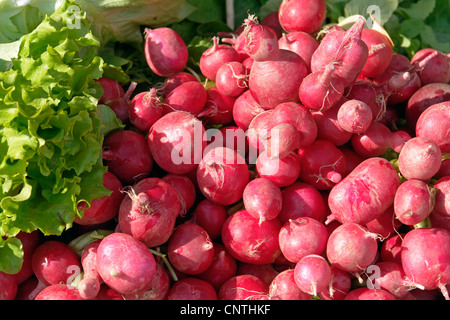 Giardino Ravanelli (Raphanus sativus), il mercato merci Foto Stock