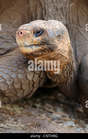 Le Galapagos La tartaruga gigante (Testudo elephantopus porteri, Geochelone elephantopus porteri, Chelonoides elephantopus porteri), ritratto, Ecuador Isole Galapagos Foto Stock