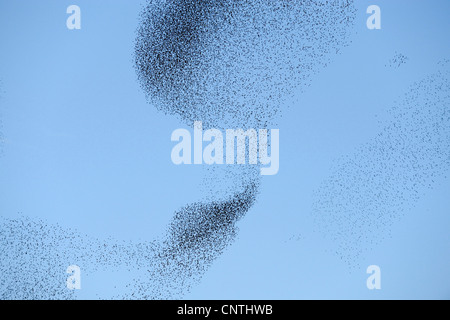 Starling comune (Sturnus vulgaris), gregge nel cielo Foto Stock