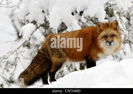 Red Fox (Vulpes vulpes vulpes), in presenza di neve, in Germania, in Renania settentrionale-Vestfalia Foto Stock
