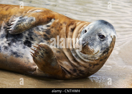 Ritratto di una guarnizione di tenuta comune a prendere il sole sulla spiaggia cercando nella lente Foto Stock