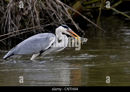 Airone cinerino (Ardea cinerea), con pesce pescato, in Germania, in Renania settentrionale-Vestfalia Foto Stock