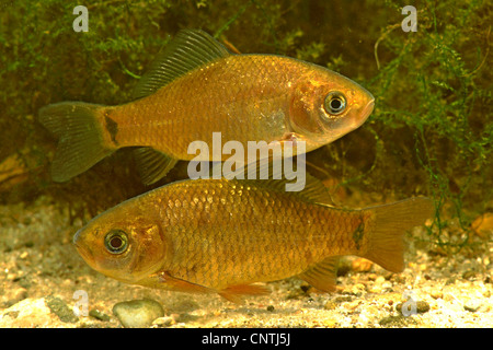 Carassio comune (Carassius carassius), due pesci nuoto su terreno di ghiaia Foto Stock