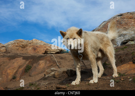 La Groenlandia cane (Canis lupus f. familiaris), in piedi sulla roccia, Groenlandia, Ammassalik, est della Groenlandia, Tiniteqilaq Foto Stock