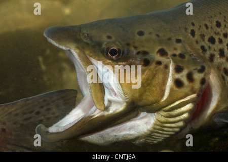 Il lago di trote (Salmo trutta lacustris), il ritratto di una minacciosa maschio con bocca aperta, in Germania, in Baviera Foto Stock