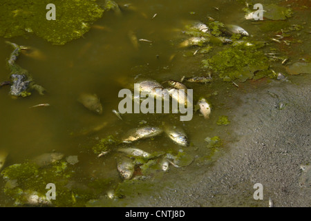 Pesci morti a riva dopo il letame di dumping nell'acqua, in Germania, in Baviera Foto Stock