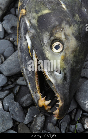 Salmone Chum (Oncorhynchus keta), giacente sul terreno di ghiaia, morì dopo la deposizione delle uova, STATI UNITI D'AMERICA, Alaska, Kodiak Island Foto Stock