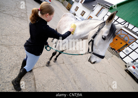 Cavallo andaluso (Equus przewalskii f. caballus), ragazza spazzolare un cavallo, Germania Foto Stock