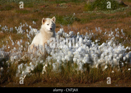 La Groenlandia cane (Canis lupus f. familiaris), seduto tra cotone-erba, Groenlandia, Ammassalik, Angmagssalik, Ostgroenland, Tunu, Tasiilaq Foto Stock