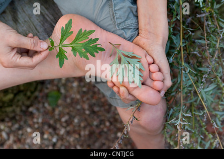Artemisia comune, comune assenzio (Artemisia vulgaris), ragazzo la posa di foglie di artemisia sui suoi piedi legati, Germania Foto Stock
