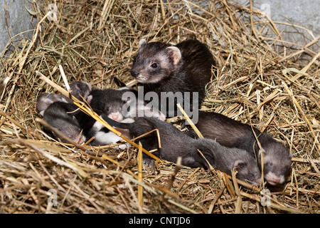 Polecat domestici, domestici ferret (Mustela putorius f. furo), madre con yuveniles in un hutch, Germania Foto Stock