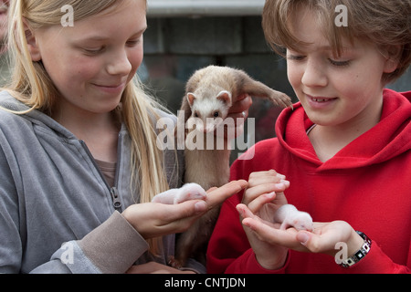 Polecat domestici, domestici ferret (Mustela putorius f. furo), ragazze con i giovani furetti e tehir madre nelle mani, Germania Foto Stock