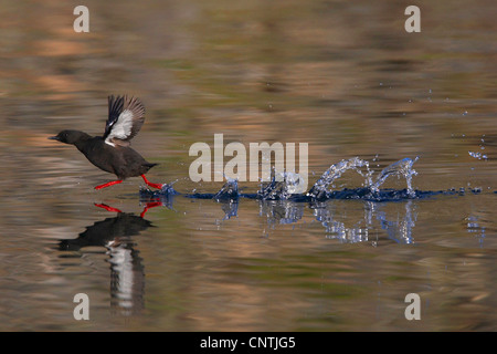 Black guillemot (Cepphus grylle), battenti fuori dall'acqua, Norvegia, Flatanger, il Trondelag Lauvsnes, Foto Stock