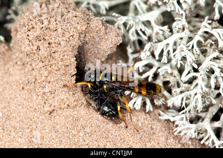 Campo digger wasp (Mellinus arvense), portante un catturato volare nel nido fatto di sabbia tra i licheni, Germania Foto Stock