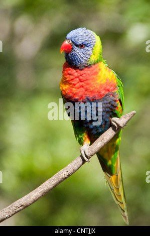 Rainbow lory (Trichoglossus haematodus), su un ramoscello, Australia, Queensland Foto Stock