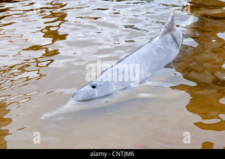 Il cinese White Dolphin, Indo-pacifico Humpback Dolphin (Sousa chinensis), Dolphin alimentazione, Australia, Queensland, stagno può Bay Foto Stock