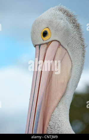 Pellicano australiano (Pelecanus conspicillatus), ritratto, Australia, Queensland, stagno può Bay Foto Stock