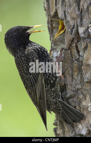 Starling comune (Sturnus vulgaris), alimentazione di pulcino, Germania Foto Stock