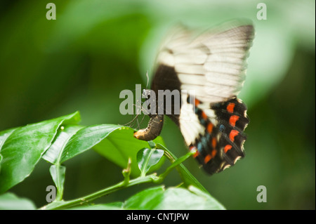 Orchard a coda di rondine (Papilio aegeus), la deposizione delle uova, Australia, Queensland, Cairns Foto Stock