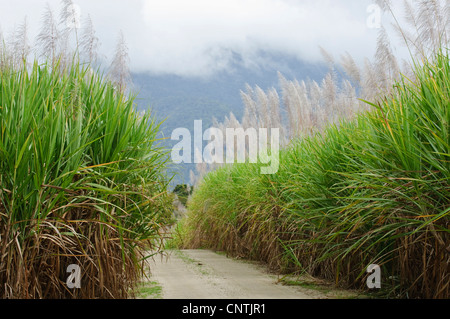 La canna da zucchero (Saccharum officinarum), la canna da zucchero campo, Australia, Queensland Foto Stock